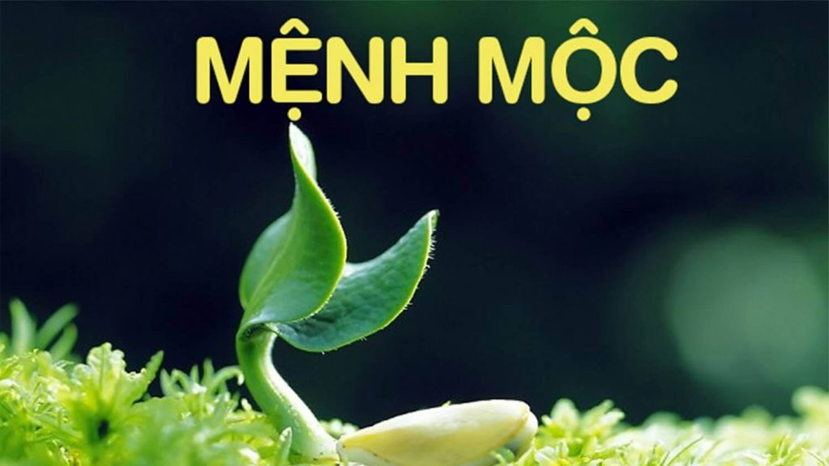 Đặc điểm của người mệnh Mộc